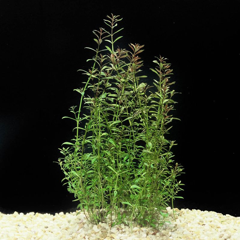Ludwigia arcuata