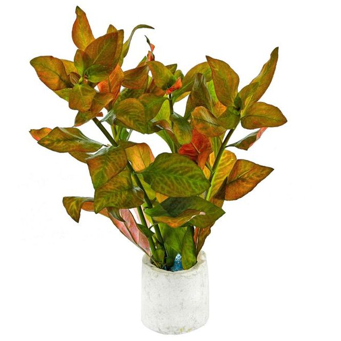 Hovedbilde Ludwigia Atlantis 