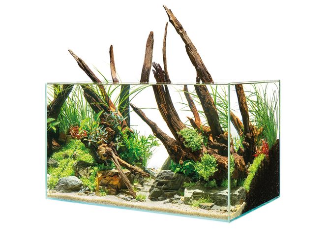 Hovedbilde Oase ScaperLine 60 Akvarium