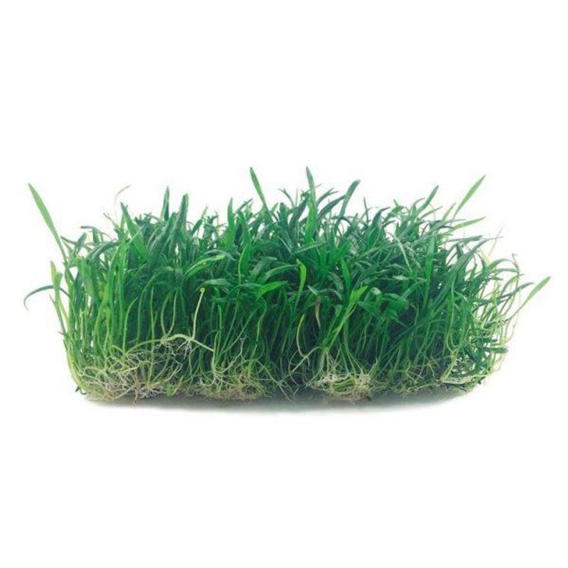 Lilaeopsis Brasilensis  (matte) 10x14cm