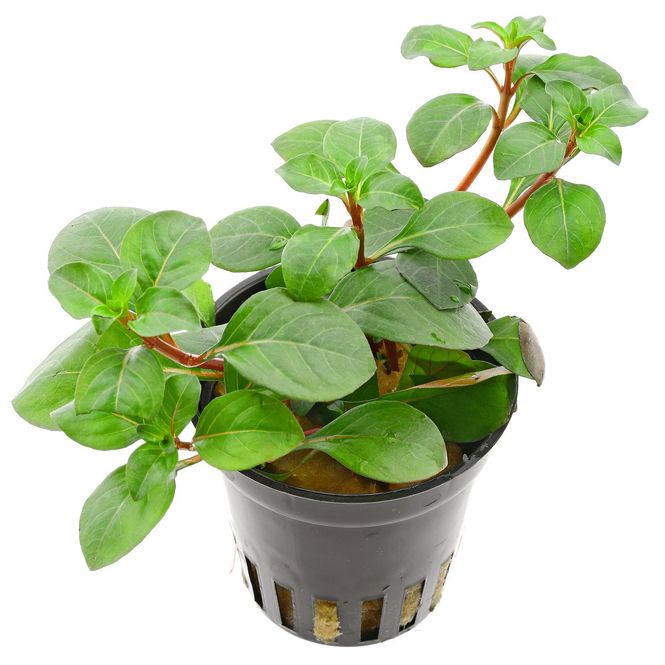 Hovedbilde Ludwigia mesakana