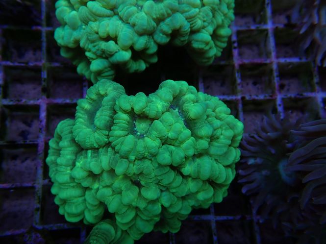 Hovedbilde  Green Trumpet  Caulastraea 