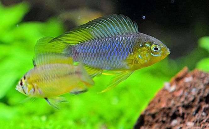 Hovedbilde Apistogramma Borelli VF 