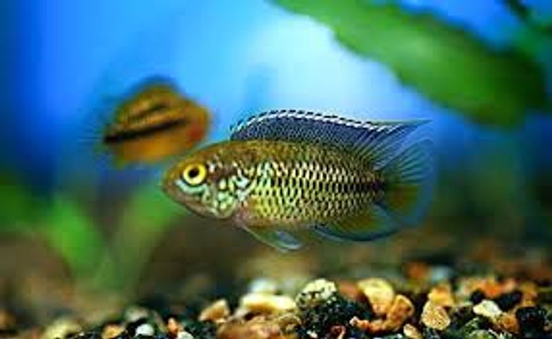 Nannacara Anomala