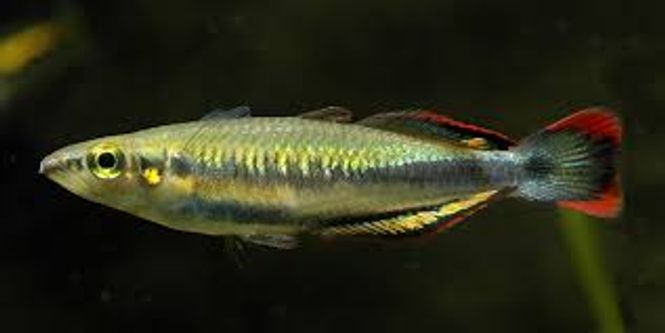 Hovedbilde Madagaskar-regnbuefisk