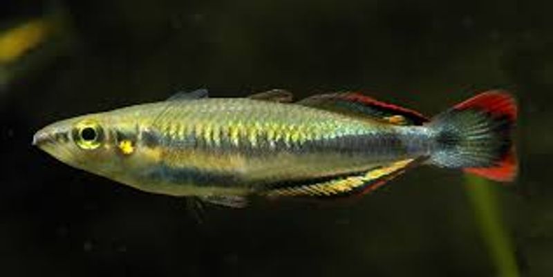 Madagaskar-regnbuefisk