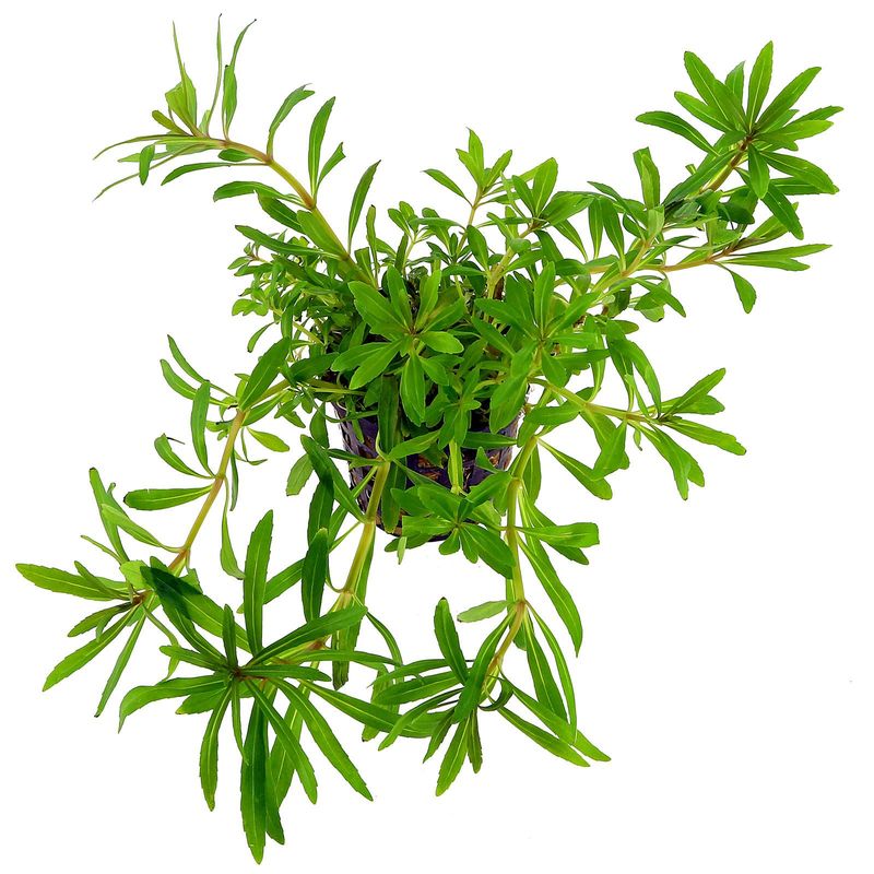 Pogostemon quadrifolius 