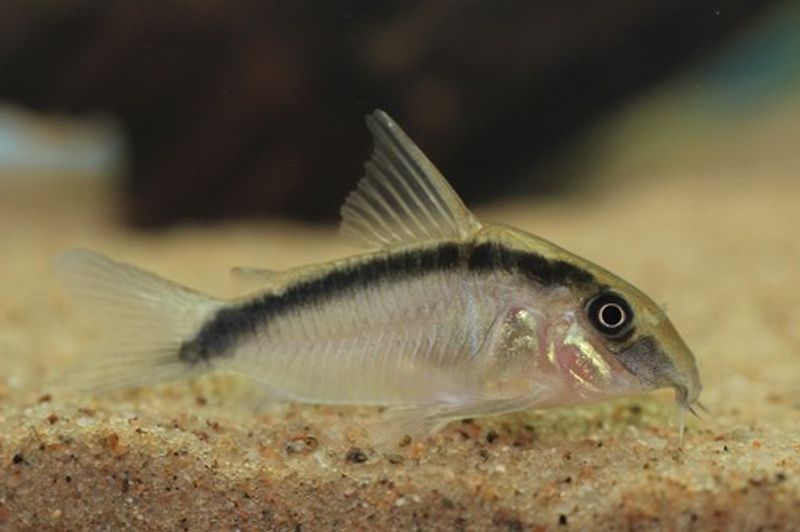 Corydoras Granti VF 