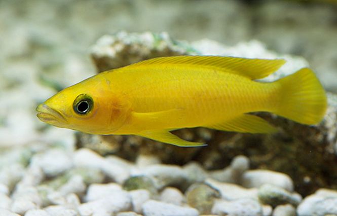 Hovedbilde Sitronciklide 4-6cm