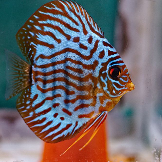 Hovedbilde Blå Turkis Diskus 6-7cm