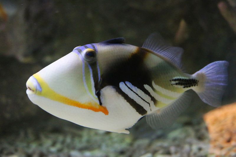 Picasso Triggers / Rhinecanthus aculeatus 3-5cm 