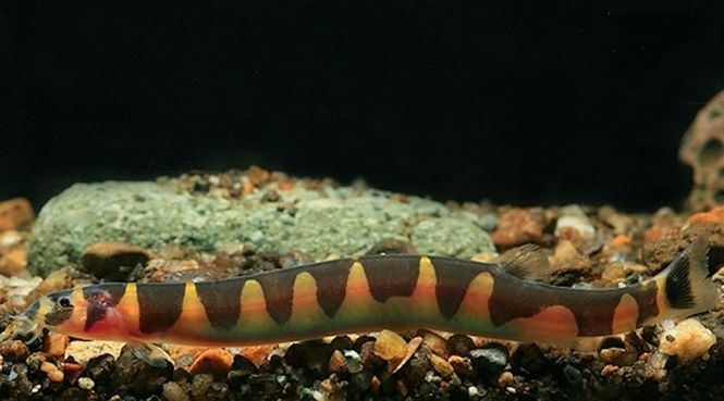 Hovedbilde Khulii Ål XL