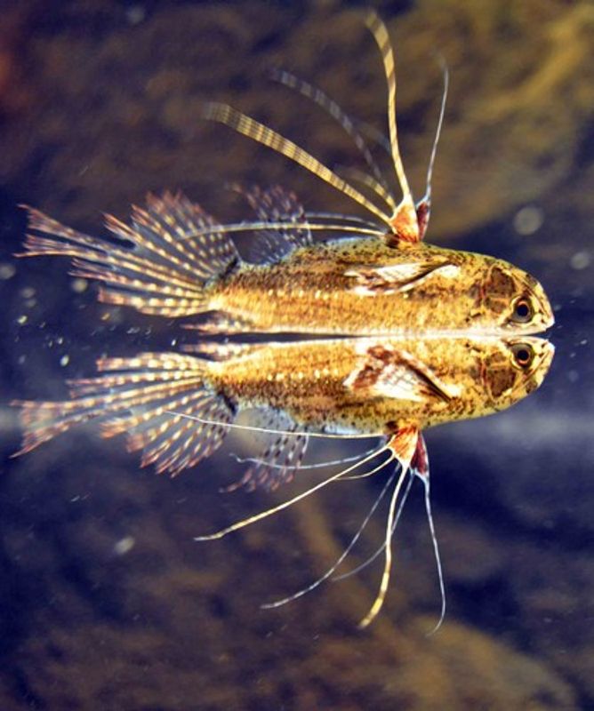 Afrikansk Sommerfugl Fisk medium