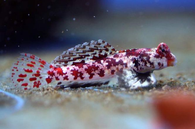 Hovedbilde  Synchiropus		marmoratus