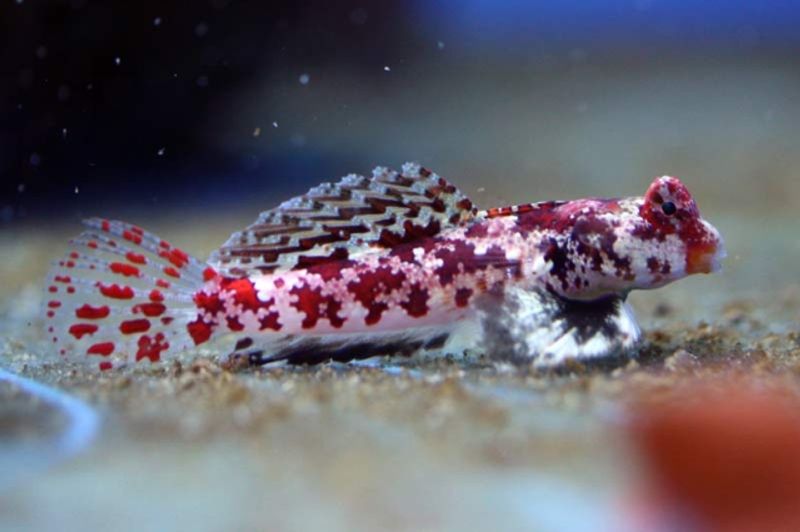  Synchiropus		marmoratus