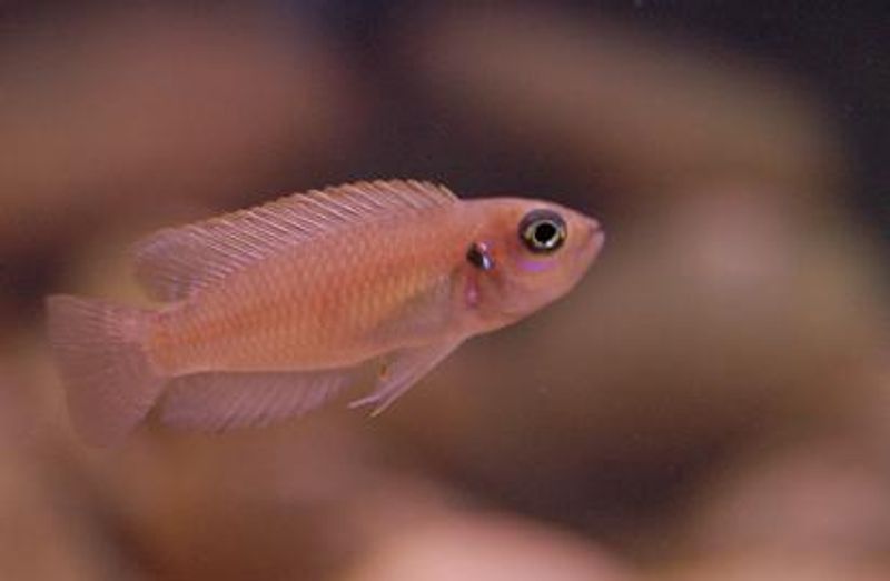 Lamprologus Brevis 