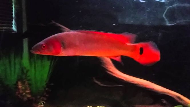 Hovedbilde Crenicichla Fire Pike Atabapo 8-10cm