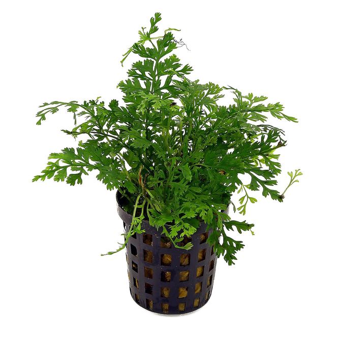 Hovedbilde Bolbitis heteroclita difformis
