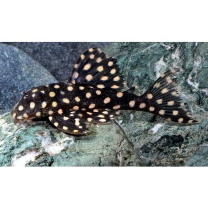 Hovedbilde Hypancistrus contradens 5cm