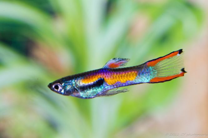 Hovedbilde Endlers Guppy  Par 