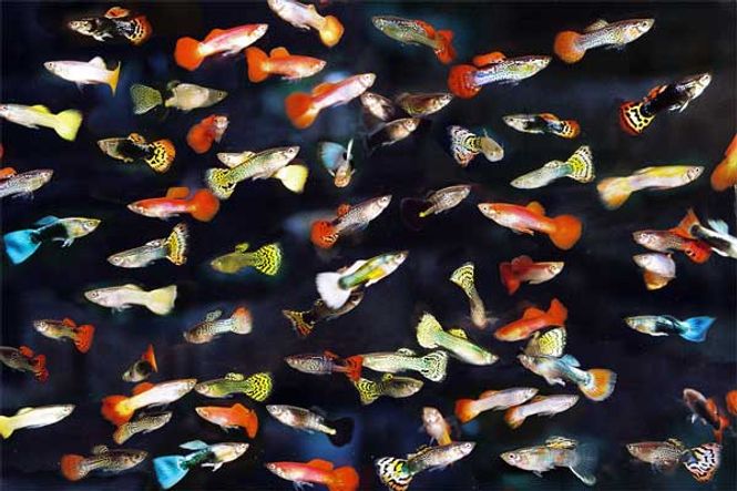 Hovedbilde Guppy Mix 