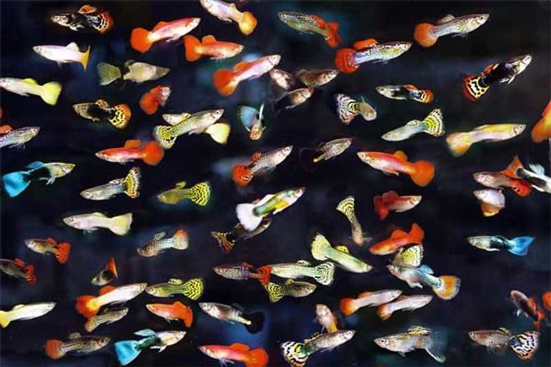 Guppy Mix 