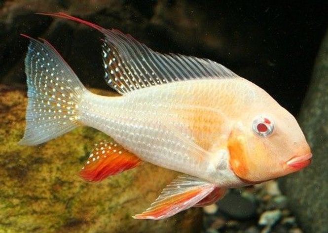 Hovedbilde Acarichthys heckelii Albino 10+cm