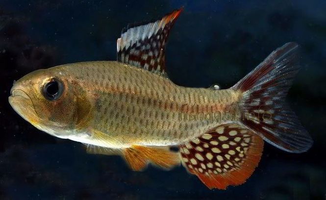 Hovedbilde Seilfinne Tetra VF 