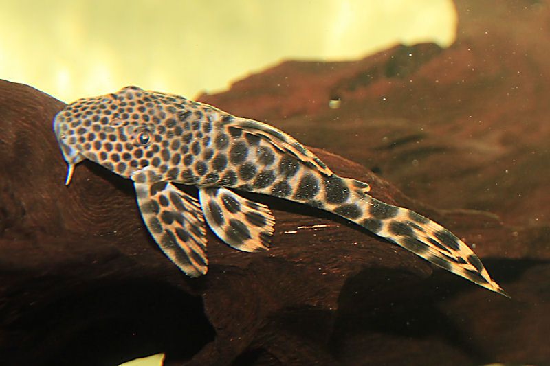 L-075 Peckoltia sabaji 4-5cm  F1