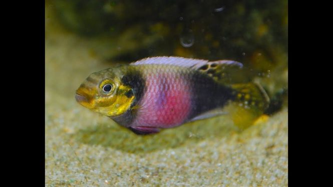 Hovedbilde PELVICACHROMIS SUBOCELATUS MATADI L