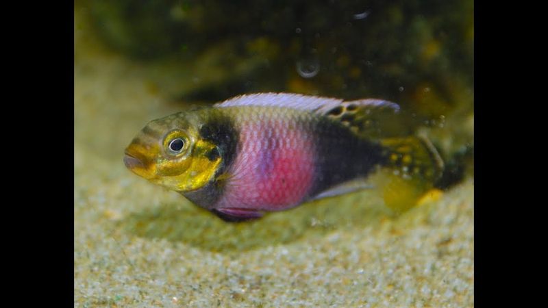 PELVICACHROMIS SUBOCELATUS MATADI L