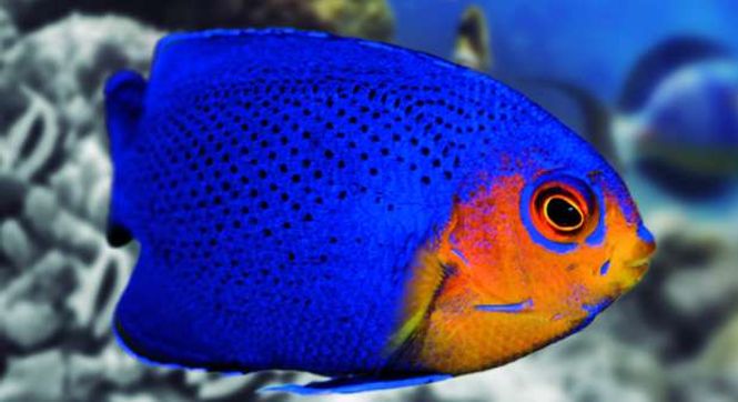 Hovedbilde Centropyge flavicauda 