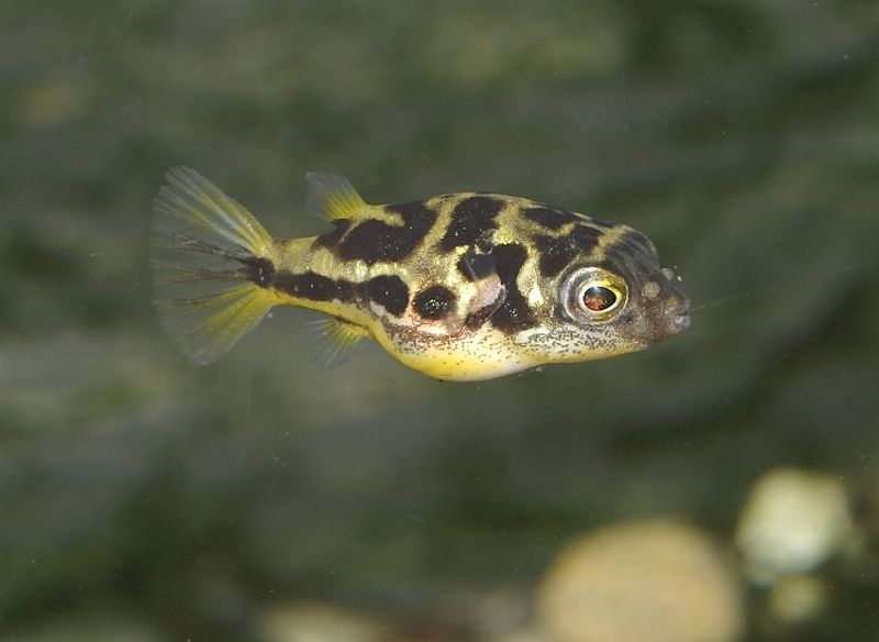  Dvergkulefisk