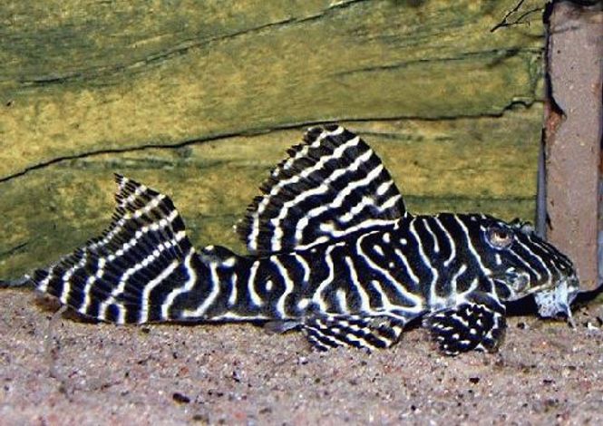 Hovedbilde L333 Hypancistrus Black & White 3-4cm