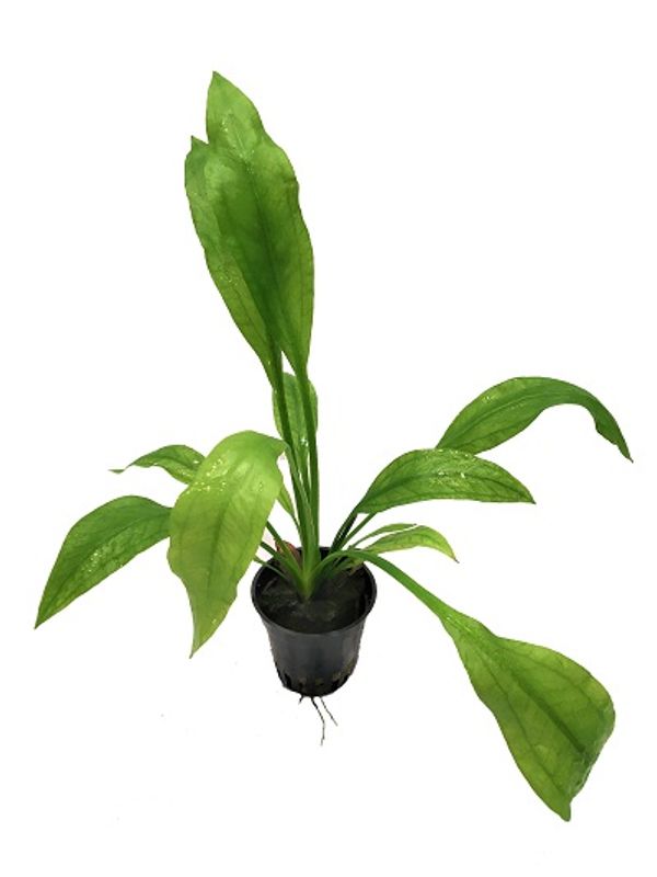 Echinodorus bleheri