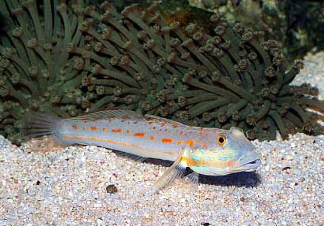 Hovedbilde Valenciennea longipinnis /sleeper goby Par 