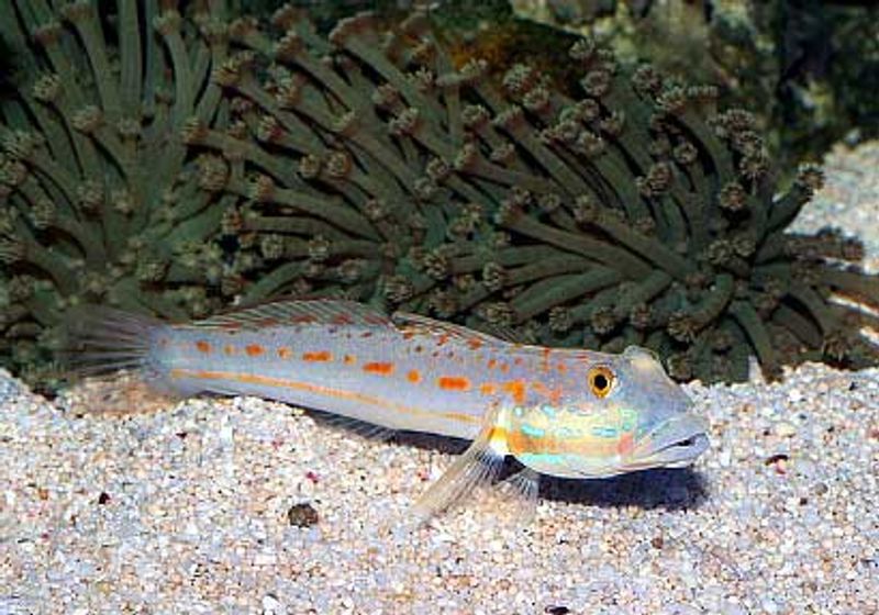 Valenciennea longipinnis /sleeper goby Par 