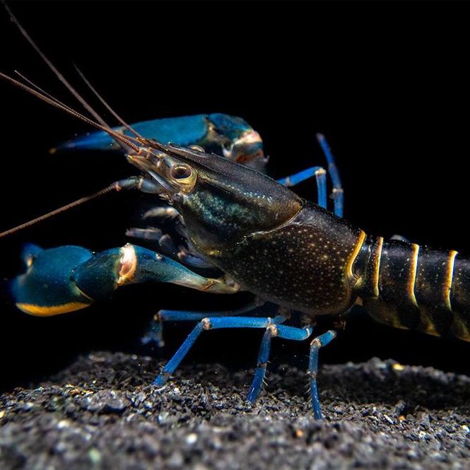 Hovedbilde Cherax boesemani Creek blue claw