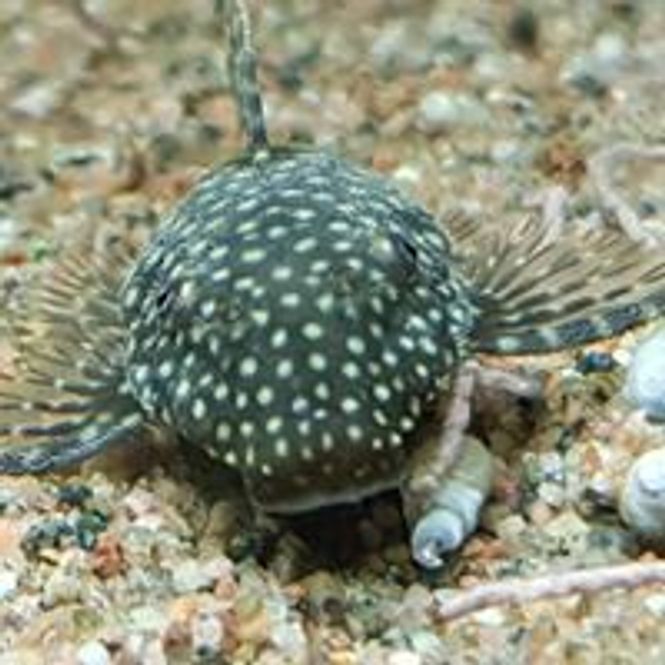 Hovedbilde Ancistrus sp oppdretts variant 3-4cm