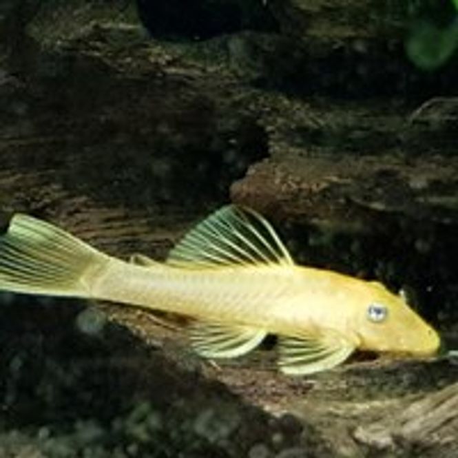 Hovedbilde Ancistrus sp. L144 3-4cm