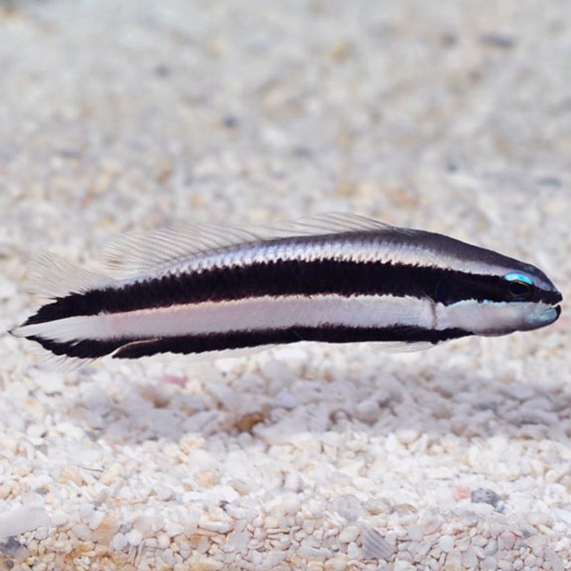 Pseudochromis sankey / Striped Dottyback