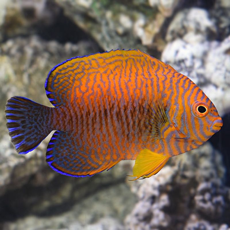 Centropyge potteri 