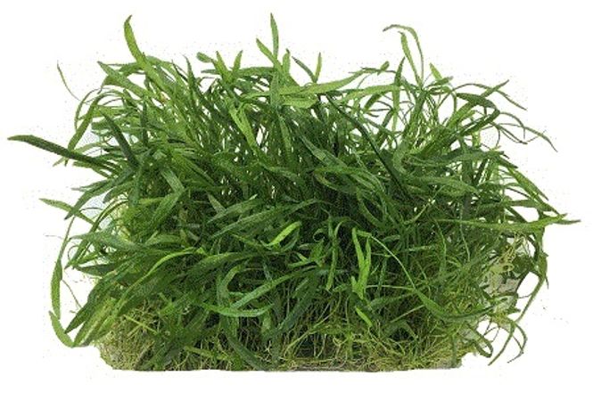 Hovedbilde Lilaeopsis Brasilensis  (matte) 10x14cm