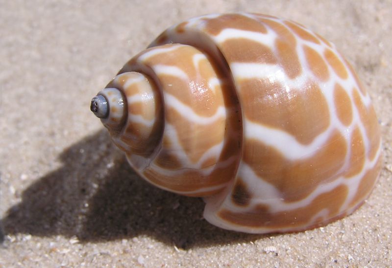 Babylonia	spirata 
