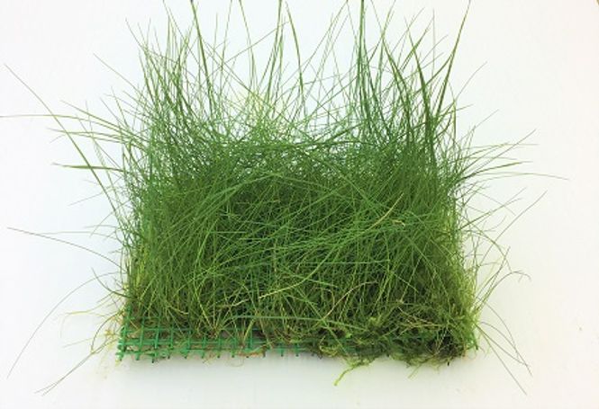 Hovedbilde Eleocharis (matte) 10x14cm
