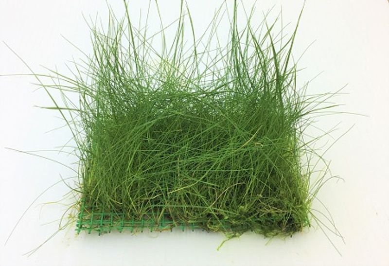 Eleocharis (matte) 10x14cm