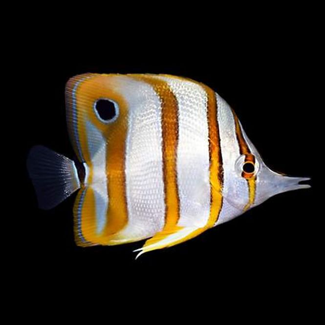 Hovedbilde Chelmon rostratus / Copperband 7-8cm