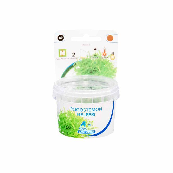Hovedbilde Easy Grow Pogostemon Helferi Invitro