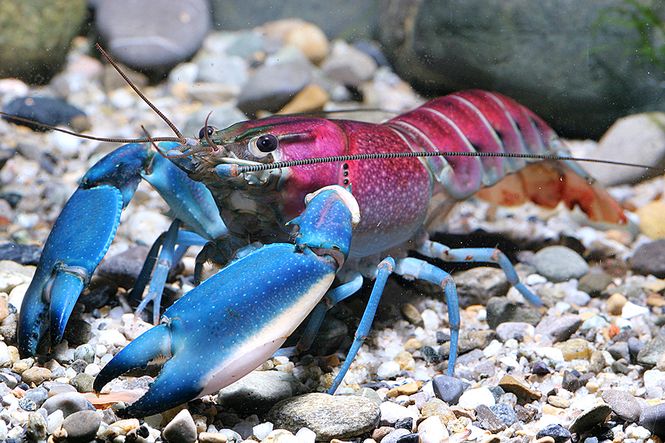 Hovedbilde Cherax Pulcher Hoa Creek 