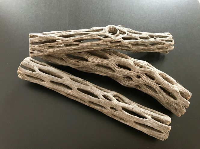 Hovedbilde Cholla wood 10cm 